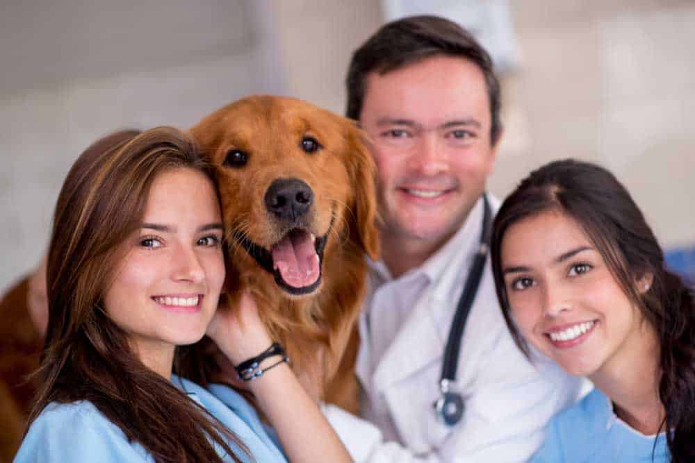 How To Improve Veterinary Hospital Culture