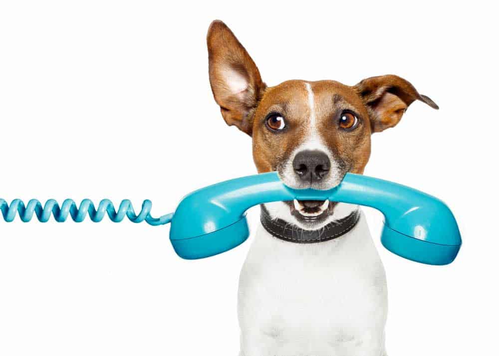  Dog on Blue Phone | How To Contact Peak Veterinary Consulting