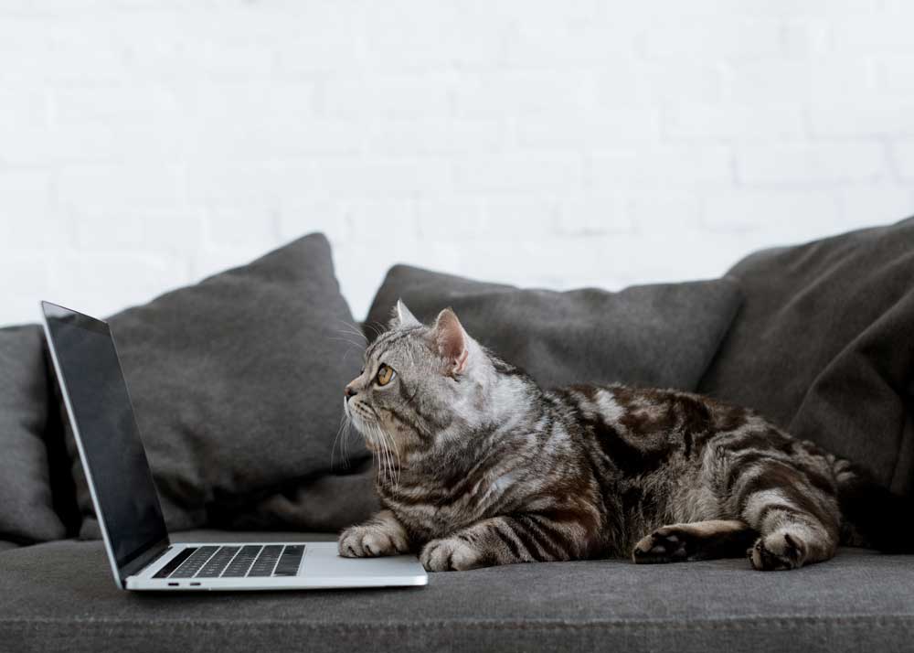 Cat On Computer | Veterinary Business Blog | Peak Veterinary Consulting<br />
