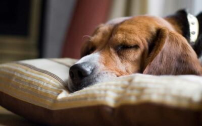 How To Deal With Veterinary Worker Burnout