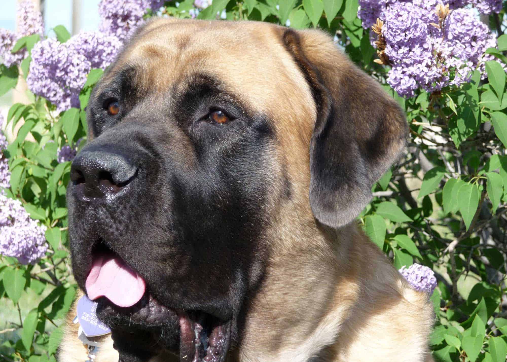 mastiff