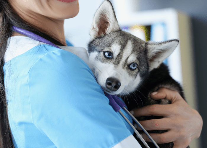 vet holding husky